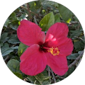 Jacque K. Reviewer Image