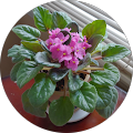 Ronni M. Reviewer Image